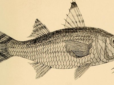 Upeneus vittatus