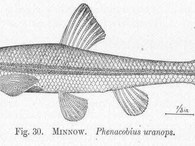 Uranops