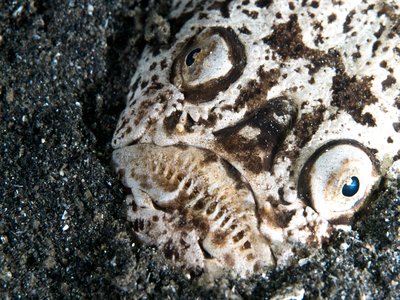 Uranoscopus archionema