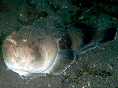 Uranoscopus bicinctus