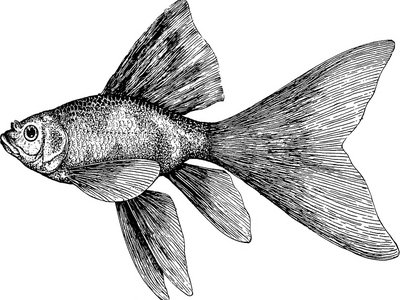 Uranoscopus chinensis