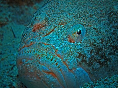 Uranoscopus dollfusi