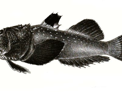 Uranoscopus marmoratus