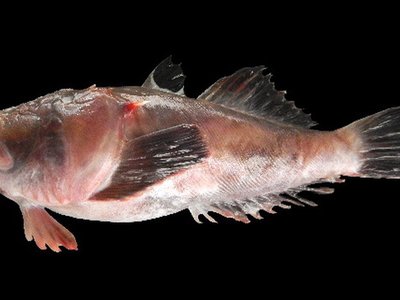 Uranoscopus oligolepis
