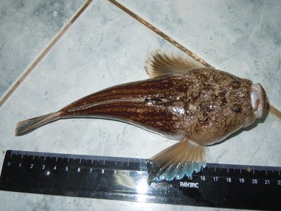 Uranoscopus scaber