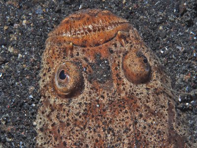 Uranoscopus sulphureus