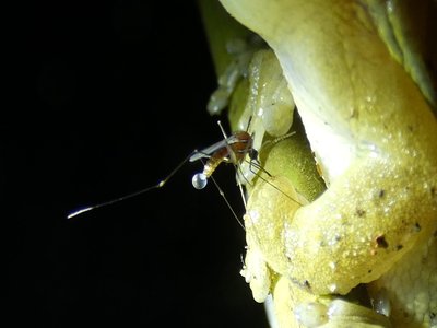 Uranotaenia