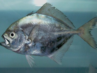 Uraspis secunda