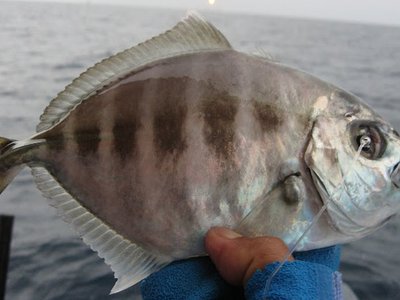 Uraspis uraspis