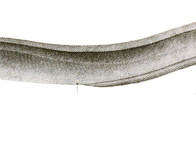 Uroconger lepturus