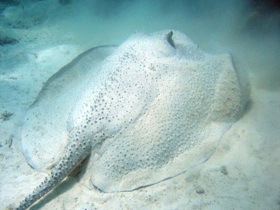 Urogymnus