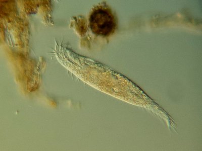 Uroleptus