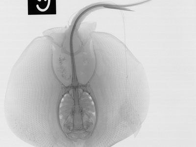 Urolophus armatus