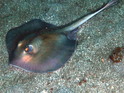 Urolophus aurantiacus