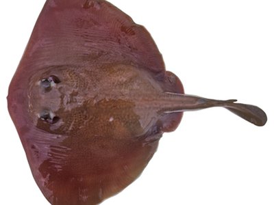 Urolophus bucculentus