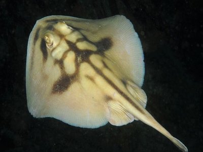 Urolophus cruciatus
