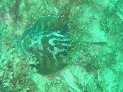 Urolophus maculatus