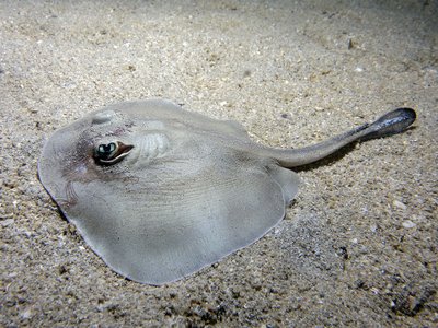 Urolophus mucosus