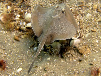 Urolophus paucimaculatus