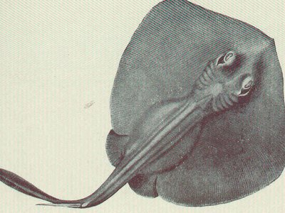 Urolophus testaceus