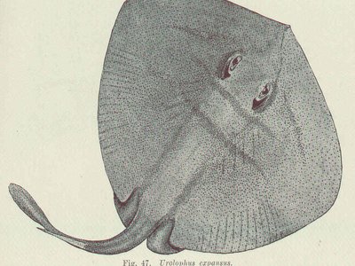 Urolophus