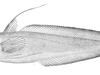Urophycis chuss