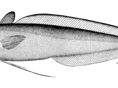 Urophycis cirrata