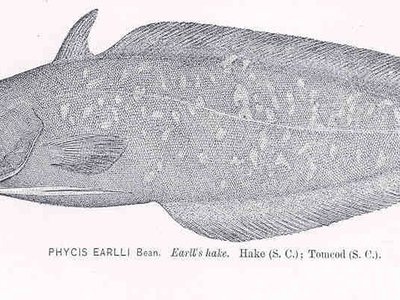 Urophycis earllii