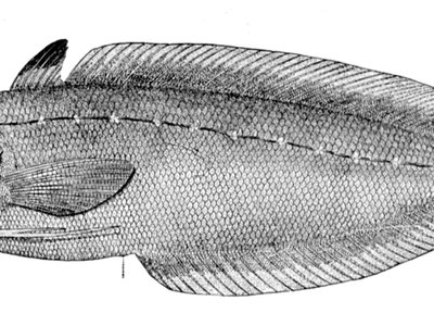 Urophycis regia