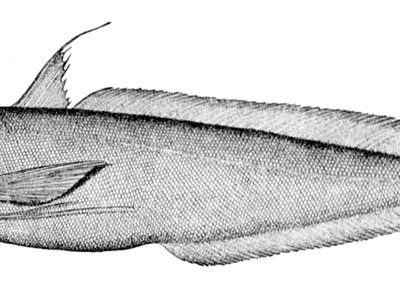 Urophycis tenuis