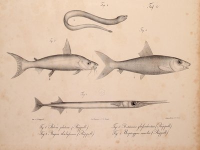Uropterygius concolor