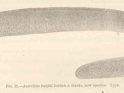 Uropterygius macrocephalus