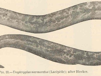 Uropterygius marmoratus