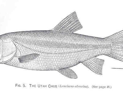 Utah Chub