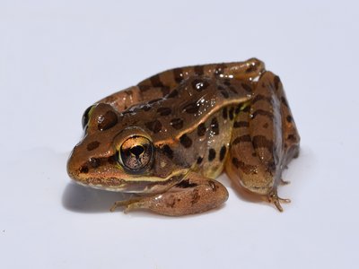 Utricularius