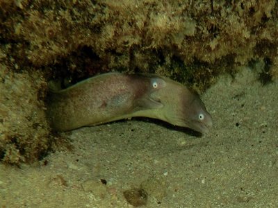Vanuatu Moray