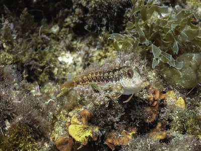 Variable Blenny