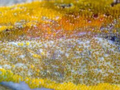 Variable Combtooth Blenny