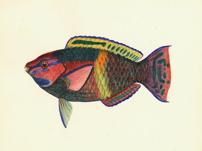 Variable Coral Fish