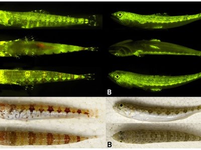 Variable Lizardfish
