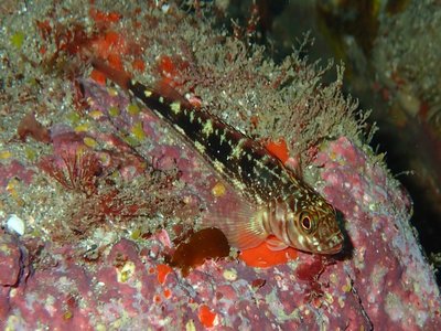 Variable Triplefin