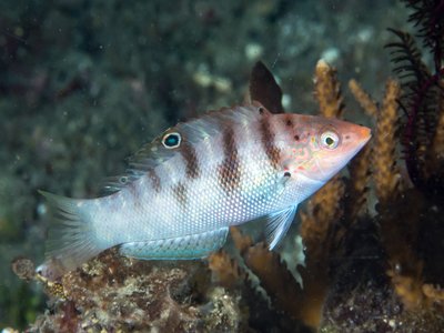 Variegated Coris
