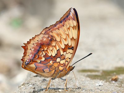 Variegated Grouper