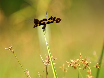 Variegated Perch