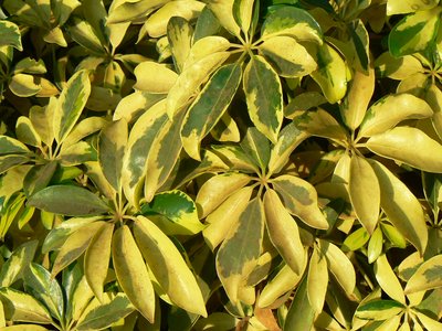 Variegated Ray