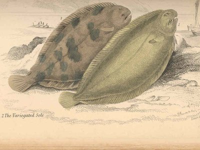 Variegated Sole