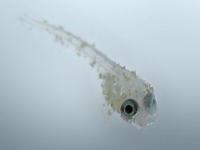 Velvet Betta