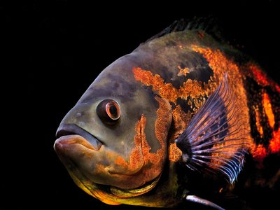 Velvet Cichlid