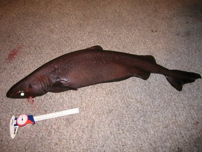 Velvet Dogfish