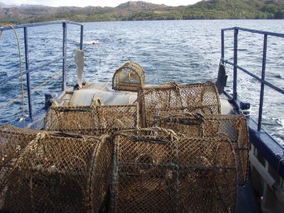 Velvet Flounder